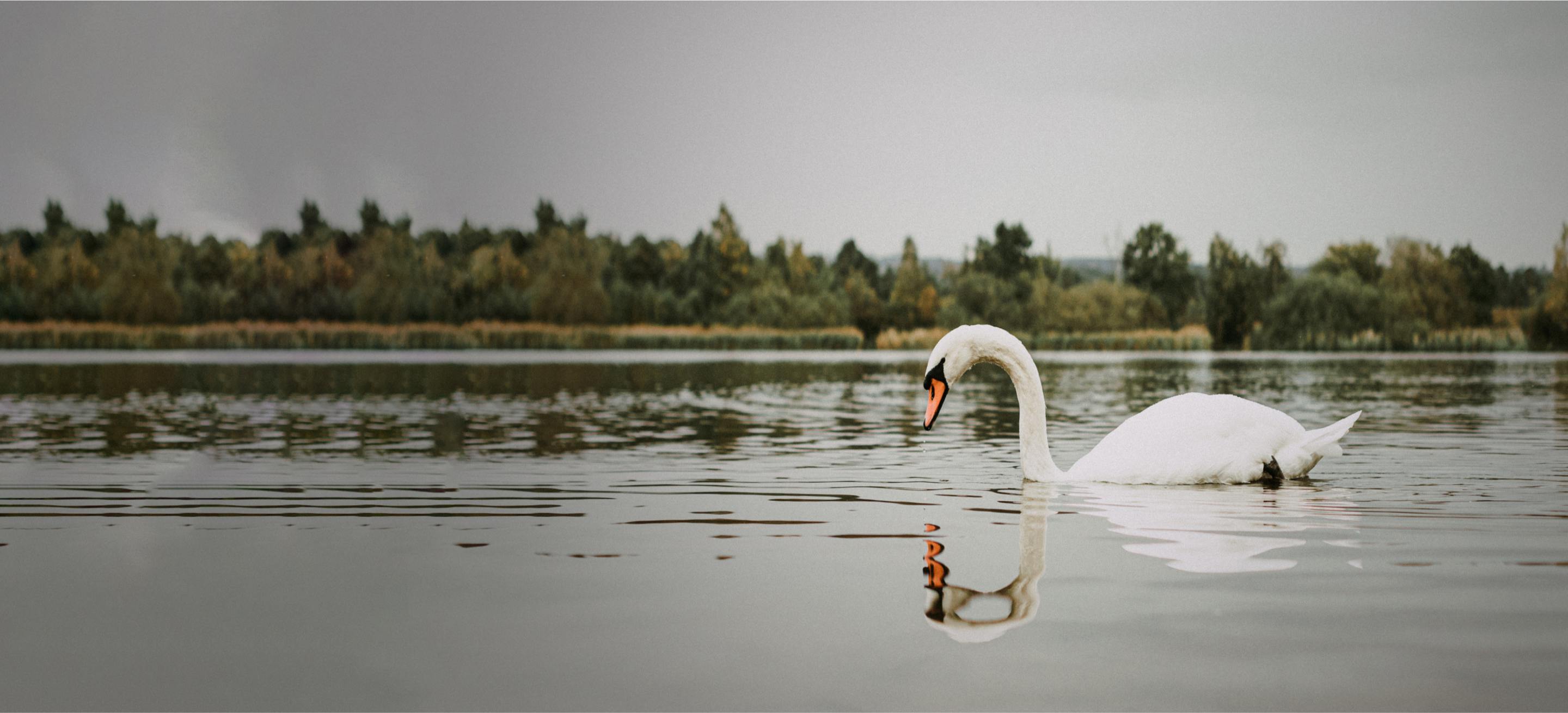 Frensham Great Pond, Surrey